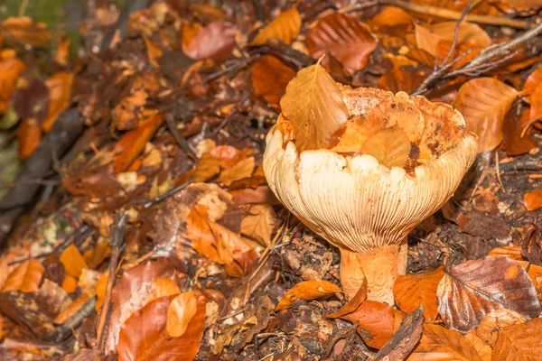 Fransa'da orman dağda mantar