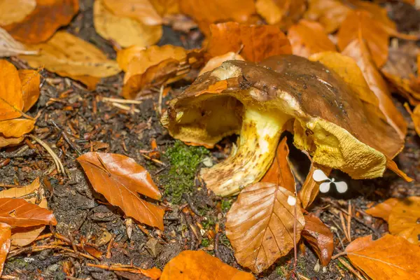 Fransa'da orman dağda mantar