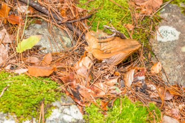Fransa'da orman dağda mantar
