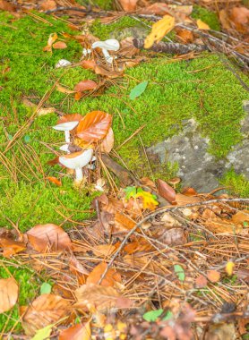 Fransa'da orman dağda mantar