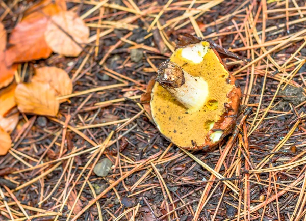 Fransa'da orman dağda mantar