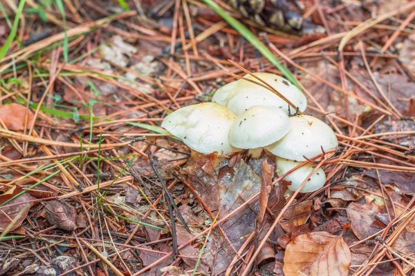 Fransa'da orman dağda mantar