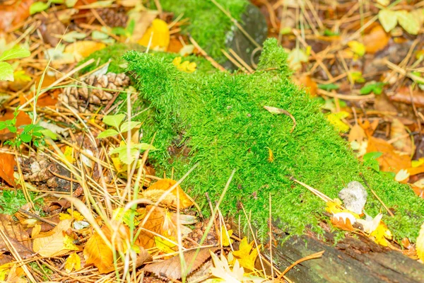 Dağ yeşil yosun — Stok fotoğraf