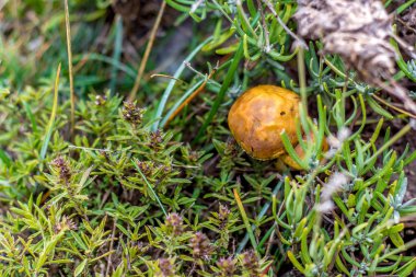 Alpler ormanında sonbahar mantar
