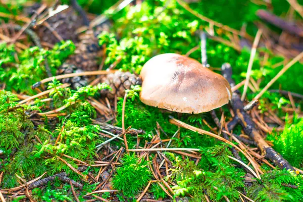 Alpler ormanında sonbahar mantar