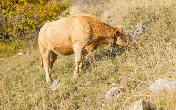 onun arazide yüksek Alpleri'nde Alp inek