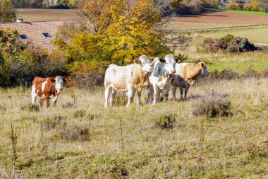 onun arazide yüksek Alpleri'nde Alp inek