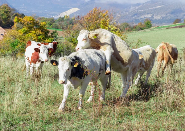 Onun arazide yüksek Alpleri'nde Alp inek — Stok fotoğraf