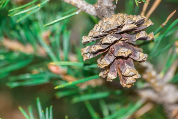 Ananás na árvore nos alpes da floresta — Fotografia de Stock