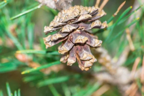 çam elma ağacı orman Alpleri'nde üzerinde