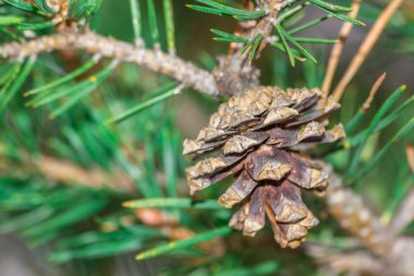 çam elma ağacı orman Alpleri'nde üzerinde