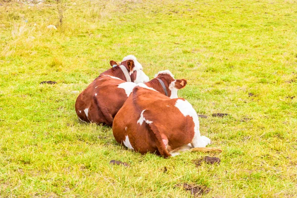 onun arazide yüksek Alpleri'nde Alp inek