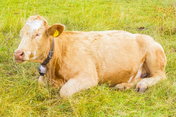 onun arazide yüksek Alpleri'nde Alp inek