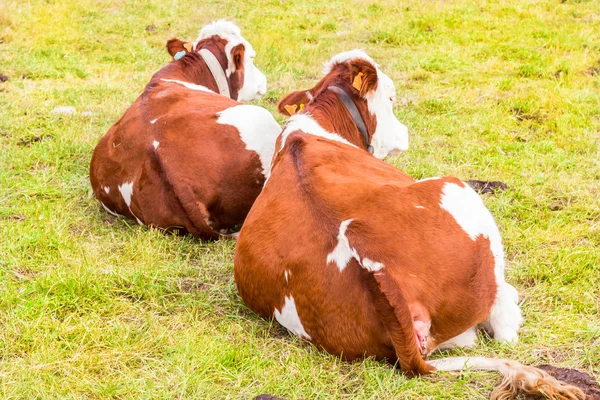 onun arazide yüksek Alpleri'nde Alp inek