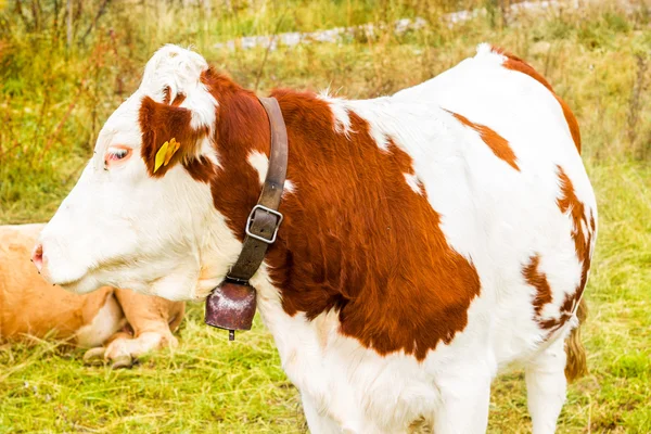 Vaca alpina en su prado en los altos alpes —  Fotos de Stock