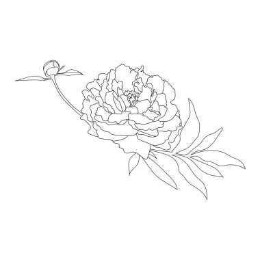 Şakayık buketi, çiçek aranjmanı, çizgi sanatı. Vektör çizimi. Beyaz bir arka planda izole edilmiş. El çizimi. Robot resim. Bağlantılar, kartpostallar, dövmeler, dekorlar için.