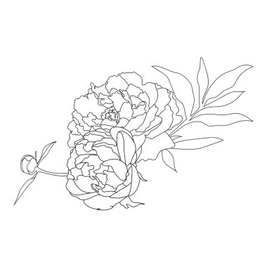 Şakayık buketi, çiçek aranjmanı, çizgi sanatı. Vektör çizimi. Beyaz bir arka planda izole edilmiş. El çizimi. Robot resim. Bağlantılar, kartpostallar, dövmeler, dekorlar için.