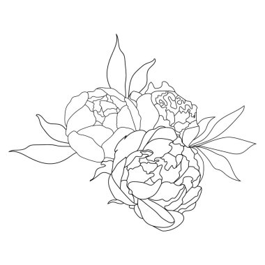 Şakayık buketi, çiçek aranjmanı, çizgi sanatı. Vektör çizimi. Beyaz bir arka planda izole edilmiş. El çizimi. Robot resim. Bağlantılar, kartpostallar, dövmeler, dekorlar için.