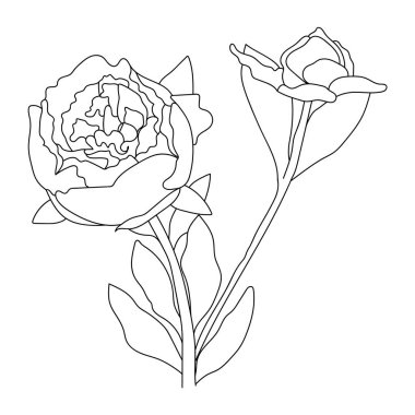 Şakayık çiçeği, çizgi sanatı. Vektör çizimi. Beyaz bir arka planda izole edilmiş. El çizimi. Robot resim. Bağlantılar, kartpostallar, dövmeler, dekorlar için.