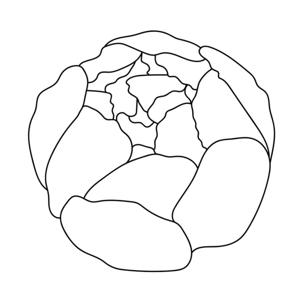 Şakayık çiçeği, çizgi sanatı. Vektör çizimi. Beyaz bir arka planda izole edilmiş. El çizimi. Robot resim. Bağlantılar, kartpostallar, dövmeler, dekorlar için.