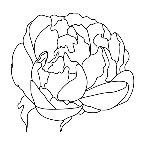 Şakayık çiçeği, çizgi sanatı. Vektör çizimi. Beyaz bir arka planda izole edilmiş. El çizimi. Robot resim. Bağlantılar, kartpostallar, dövmeler, dekorlar için.