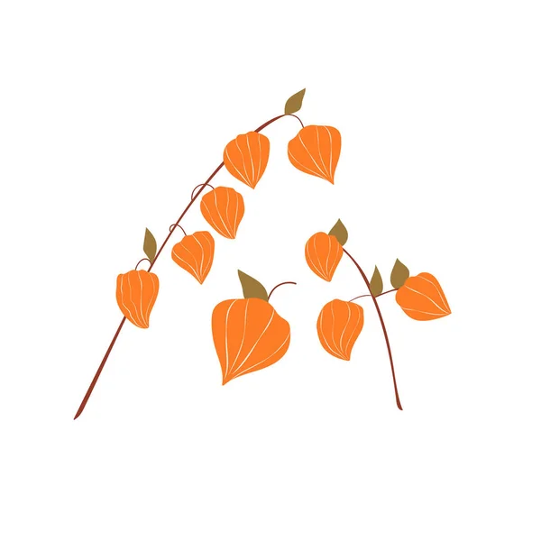 Bir dizi dal ve soyut bir şekilde fisalis çiçeği tomurcuğu. Vektör