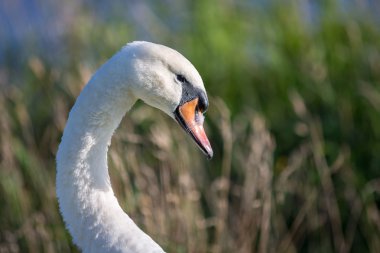 Boynunu bir göl eğrisini gösteren Kuğu