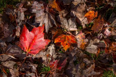 Sonbahar koleksiyonu ile bir kırmızı akçaağaç yaprağı bırakır