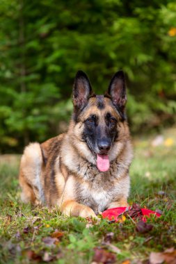 Alman çoban çim döşeme