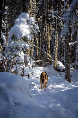 Alman çoban kar kaplı orman iz üzerinde oynayan köpek