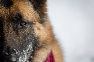 Closeup Alman çoban köpeği karda