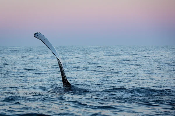 Wave from a humpback whale — Stock Photo, Image