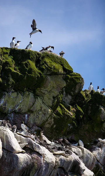 Groups of Common Murre on rocks — Stock Photo, Image