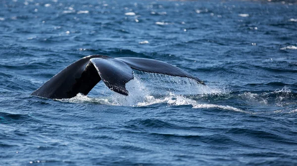 驼背鲸 fluking 它的尾巴当它潜水时 — 图库照片