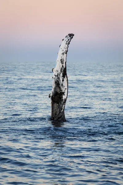 Wave from a humpback whale — Stock Photo, Image