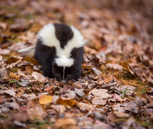 Skunk camminando lungo il pavimento della foresta — Foto Stock