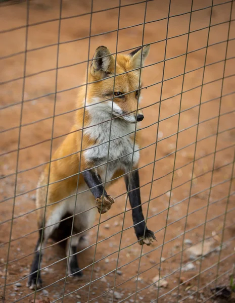 Красная лиса смотрит сквозь забор — стоковое фото