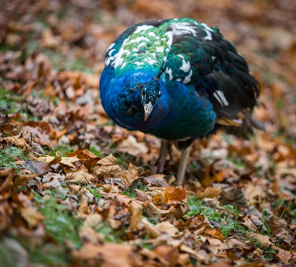 Peafowl in leaves searching for food — Stock Photo, Image