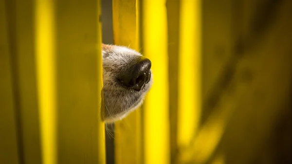 Curioso perro clavando su nariz a través del hueco de la cerca — Foto de Stock