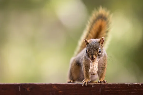 Un écureuil et une cacahuète — Photo