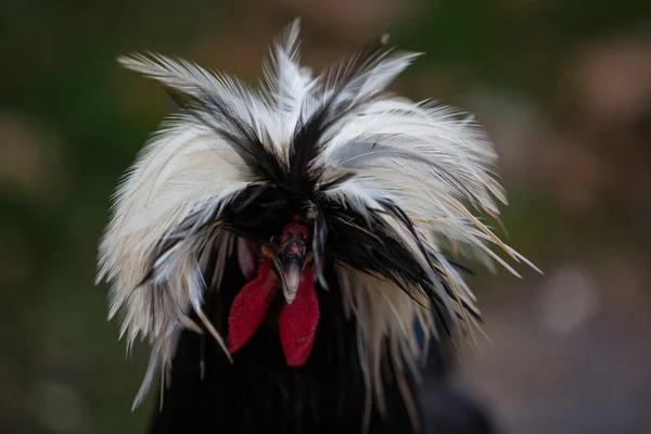 Increíbles plumas en un pollo polaco negro con cresta blanca — Foto de Stock
