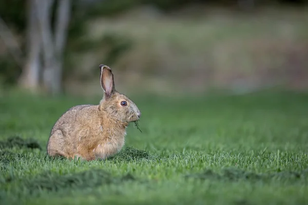 잔디에 snowshoe 토끼 — 스톡 사진