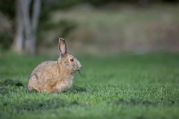 Schneeschuhhhase im Gras — Stockfoto