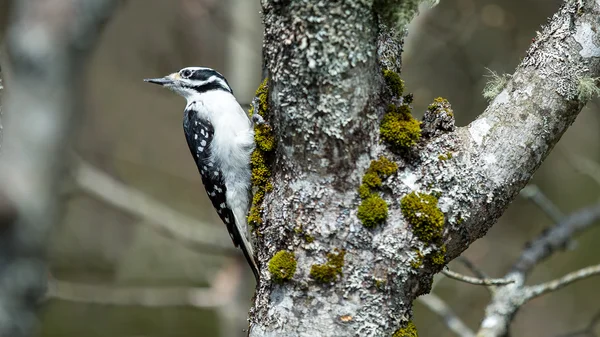 Pica-pau em uma árvore — Fotografia de Stock