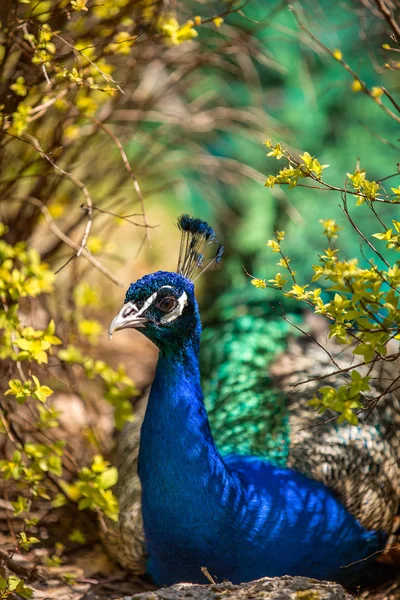 Pávice odpočívá ve stínu křoví — Stock fotografie