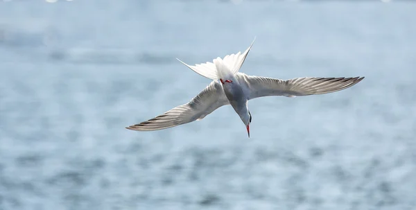 Sterne pierregarin plongeant dans l'océan pour se nourrir — Photo