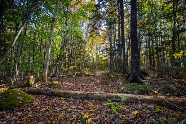 Chemin couvert de feuilles en forêt avec grumes tombées — Photo