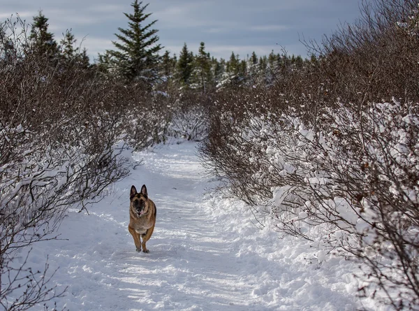 German Shepherd Dog corriendo por un camino cubierto de nieve — Foto de Stock