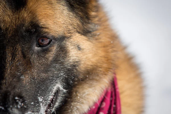 Closeup německého ovčáka na sněhu — Stock fotografie