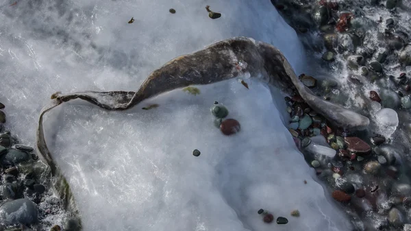 Algas congeladas en una playa rocosa —  Fotos de Stock